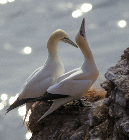 Gannets 